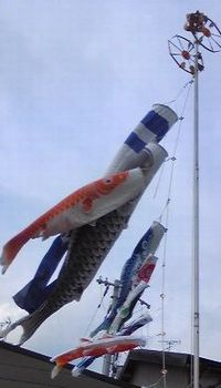 koinobori.jpg