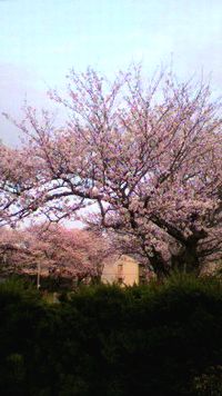 sakura-chigusa.jpg