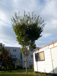 tree.jpg